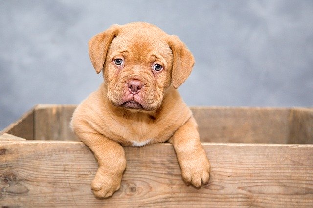 dogue-de-bordeaux-1047521_640