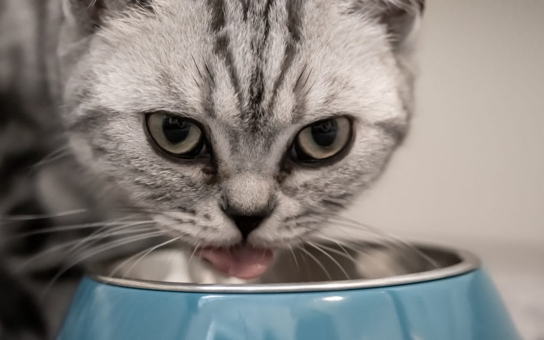 Are we Harming our Pets by Feeding Them?