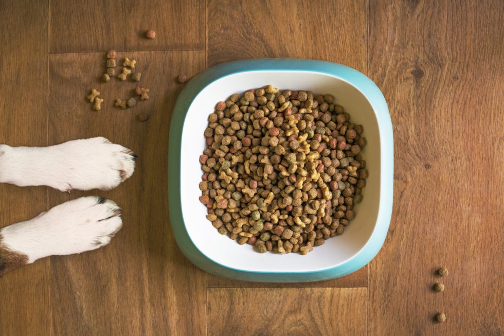 Our Response to FDA Warnings on GrainFree Diets Whole Pet Veterinary