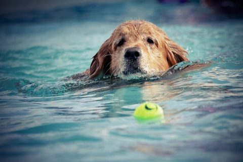 My Dog won’t stay out of the pool! - Whole Pet Veterinary Hospital ...